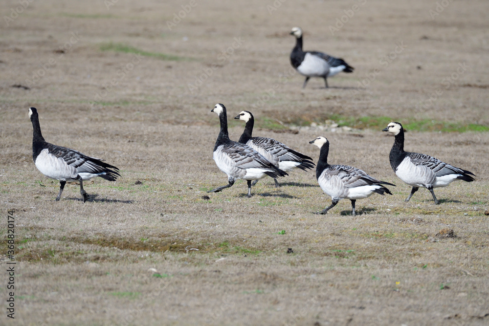 Weißwangengans oder Nonnengans (Branta leucopsis)
Weißwangengans oder Nonnengans (Branta leucopsis)