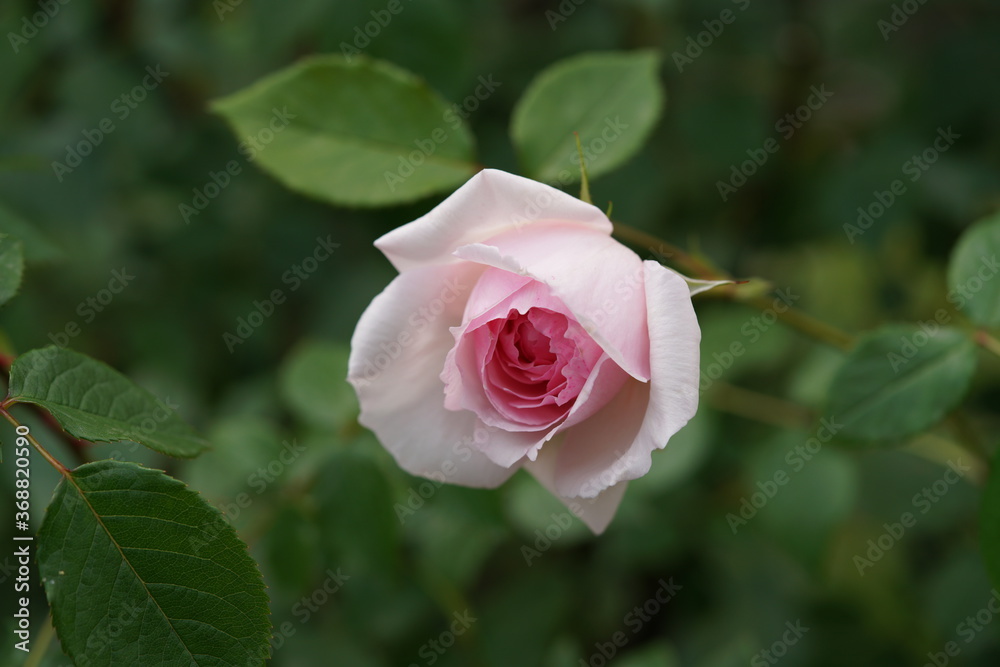 Light Pink Flower of Rose 'Wedgwood Rose' in Full Bloom
Light Pink Flower of Rose 'Wedgwood Rose' in Full Bloom