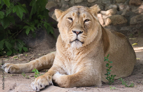 Beautiful wild lioness close up.