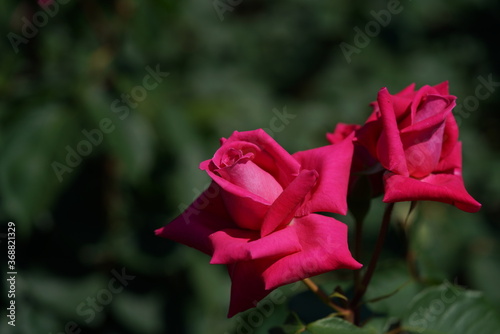 Pink Flower of Rose  Wendy Cussons  in Full Bloom 
