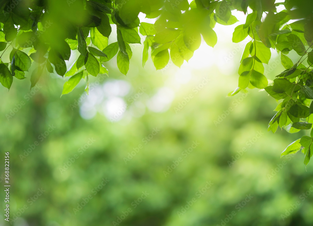 Close up view of green leaf on greenery blurred background and sunlight in garden using for natural green plant ,ecology and copy space for wallpaper and backdrop. Close up view of green leaf on greenery blurred background and sunlight in garden using for natural green plant ,ecology and copy space for wallpaper and backdrop.