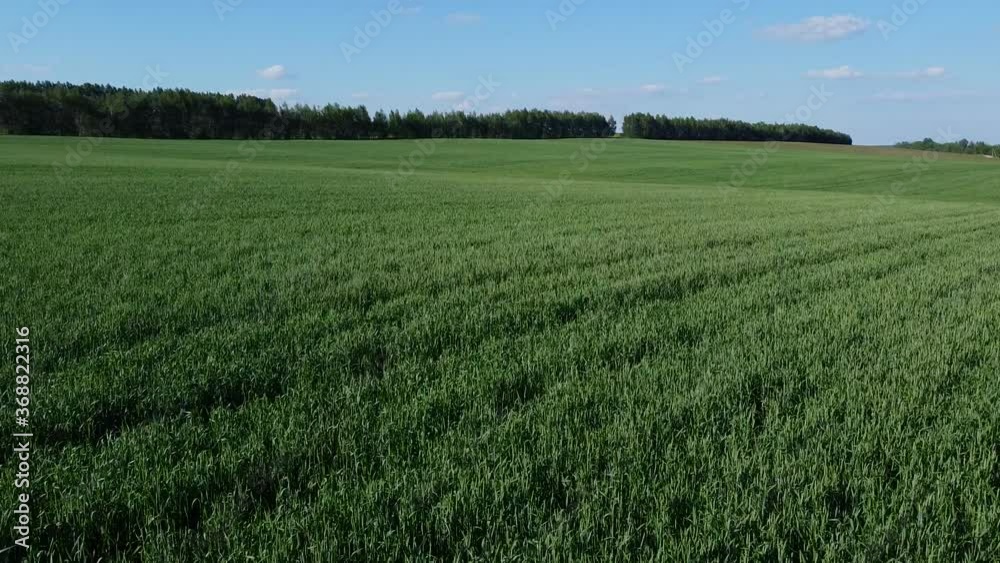 Wheat field_02 Wheat field_02