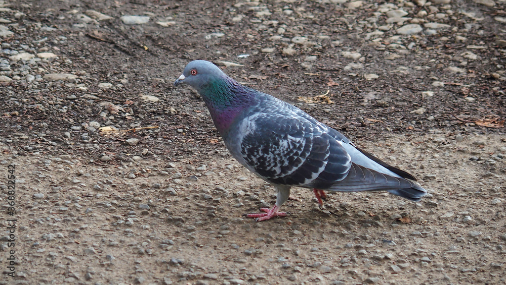 Obraz premium 地面を歩いている鳩