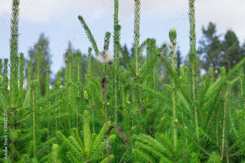 Spruce green seedlings grow in the nursery. Close-up photo. Selective focus. Natural background.