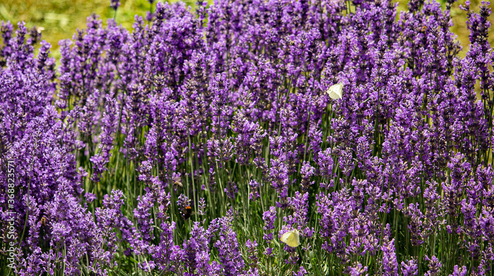 Lavendel
