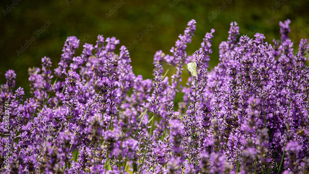 Obraz premium Lavendel