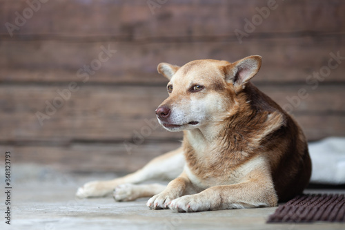 Sad red dog lying on the concrete porch of the wooden house. Beautiful dog with clever eyes. Dog is the man's best friend.