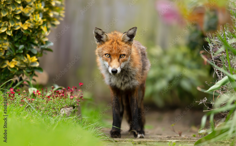 Fototapeta premium Red fox standing on green grass among flowers in the garden