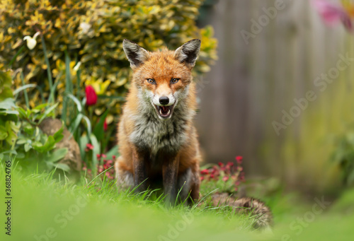 Red fox sitting in green grass in a garden © giedriius