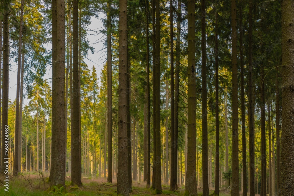 Mystischer Wald 