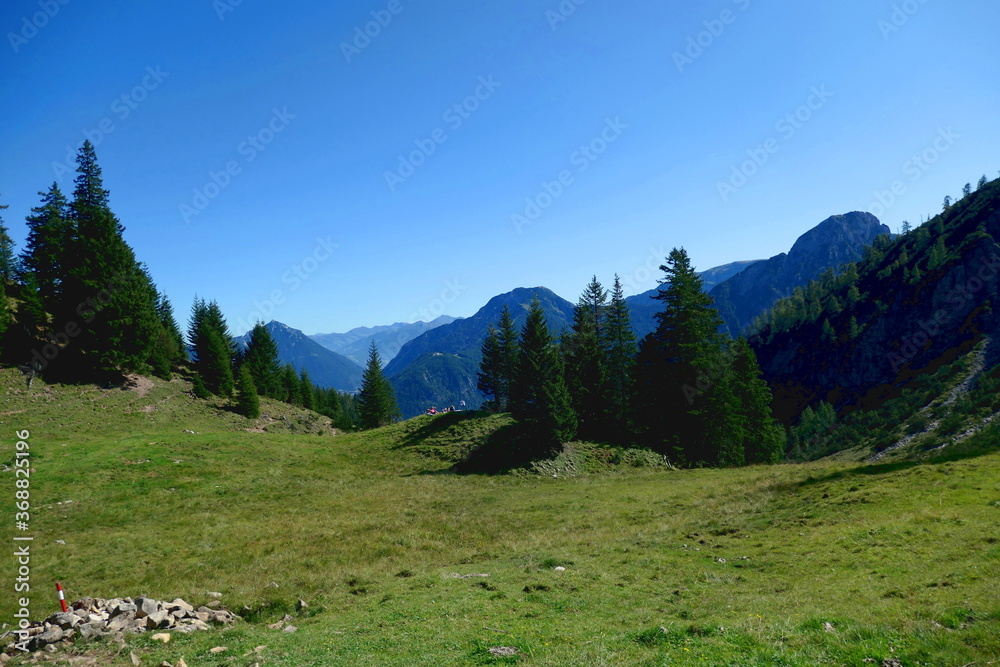pasture on guetenbergalm, karwendel, tirol, austria