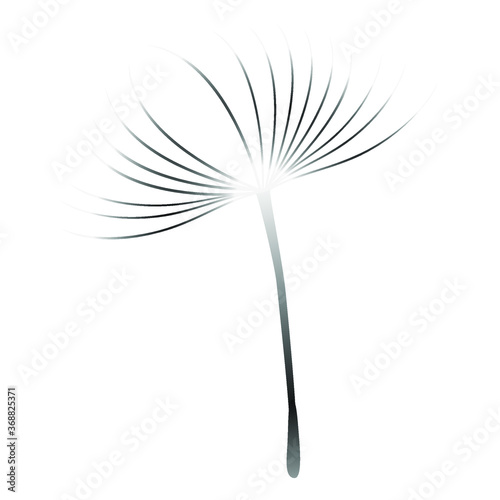 Dandelion seed, blowing in the wind isolated on white background.