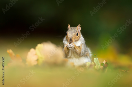 Cute grey squirrel eating nuts in autumn