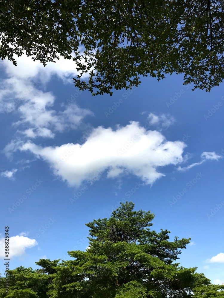 The sky is cloudy and there is a tree and building background. The sky is cloudy and there is a tree and building background.