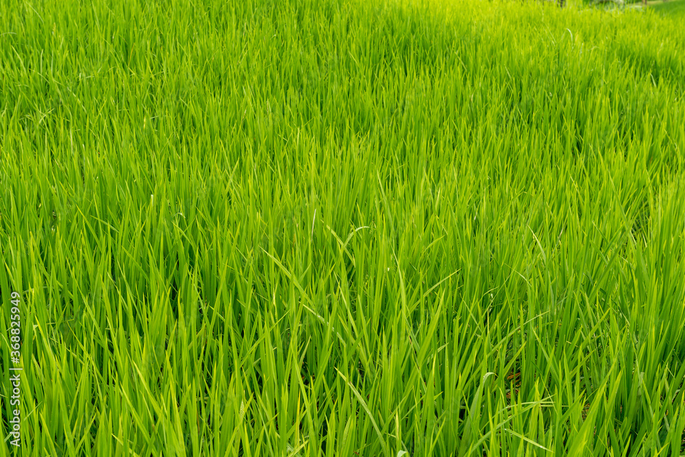 Rice paddies at Bali Rice paddies at Bali