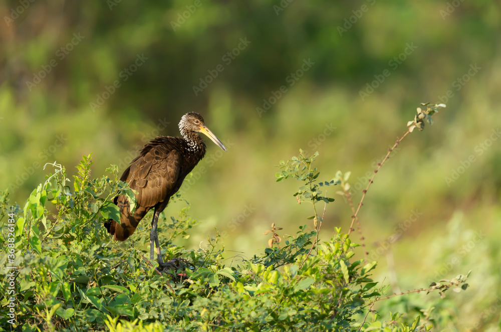 Fototapeta premium Limpkin (Aramus guarauna) perched in a tree