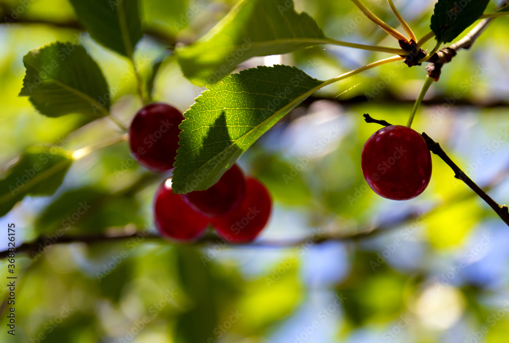A sprig of red, ripe cherries on a tree in the garden. Close-up.