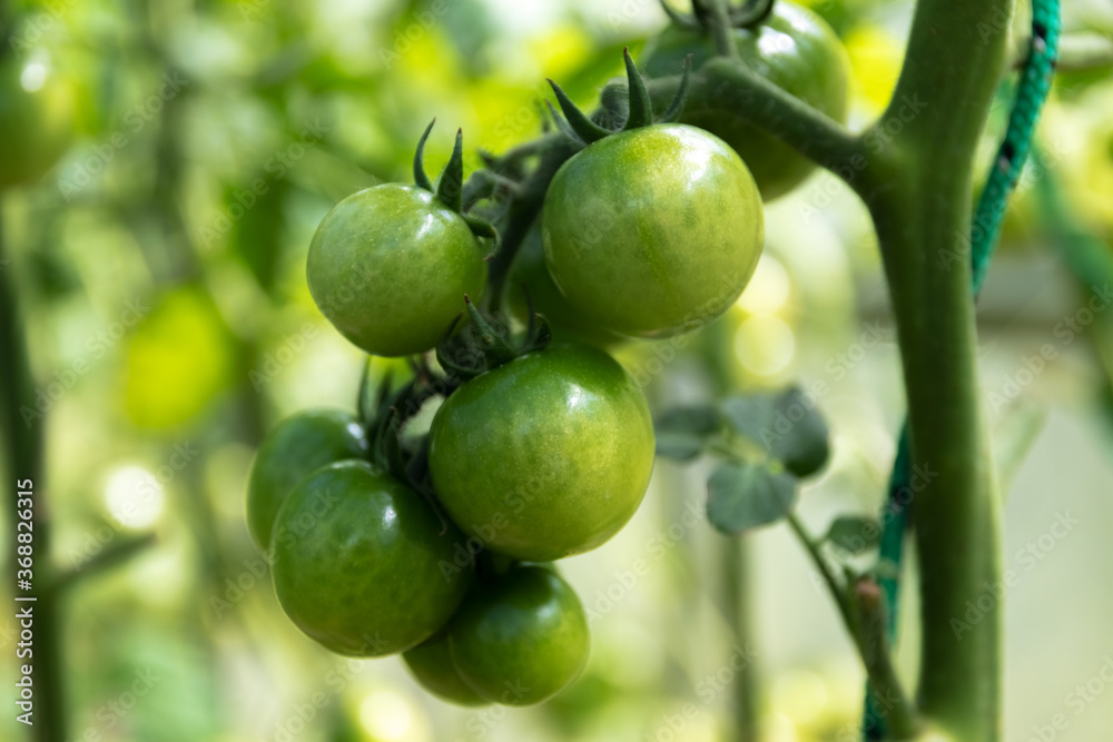 A branch of unripe tomatoes on a bush in a greenhouse. Close-up.