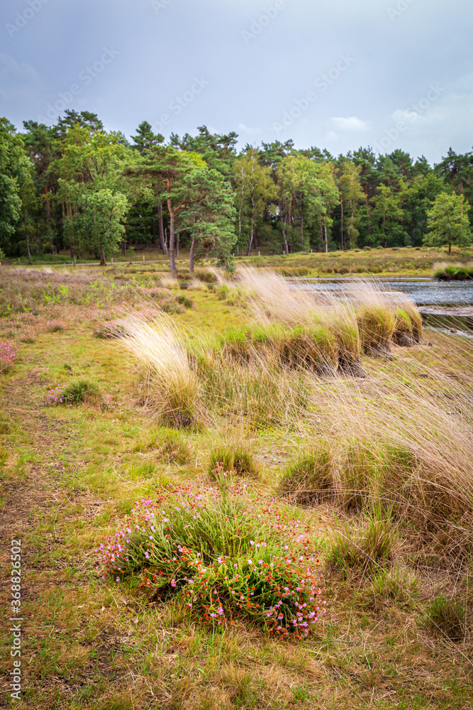 Naklejka premium Landscape of national Park Hatertse and Overasseltse Vennen in Overasselt, Gelderland Netherlands, Europe
