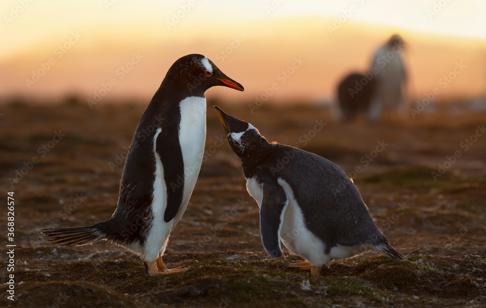 Fototapeta premium Gentoo penguin chick asking for food at sunset