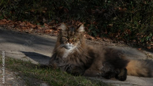 hairy cat lays down and walks away