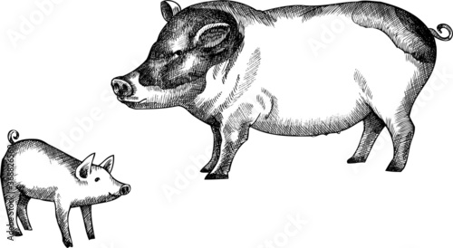 Vector monochrome illustration of pigs on a white background