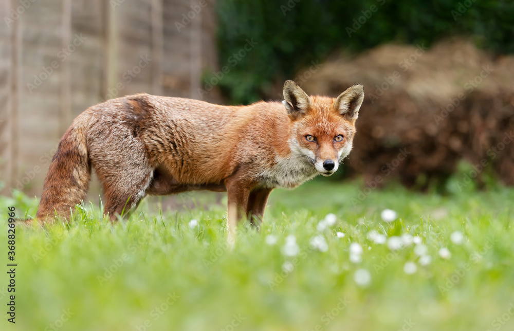 Red fox standing on grass in a garden