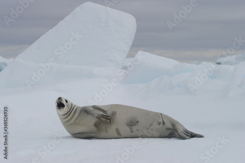 The crabeater seal (Lobodon carcinophaga), also known as the krill-eater seal.