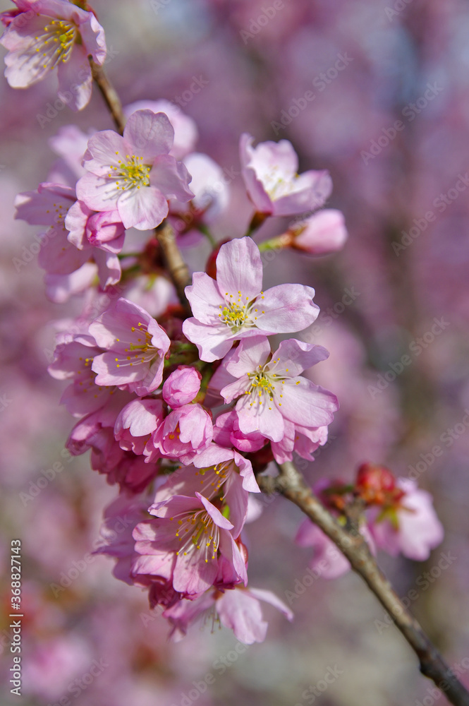 isolated cherry blossom branch isolated cherry blossom branch