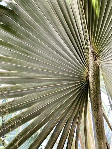palm tree leaves