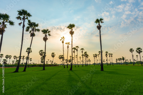 Nature sunrise landscape view of Asian Palmyra palm trees (Sugar palm) and green rice field at viewpoint of Dongtan Sam Khok, Pathum Thani.