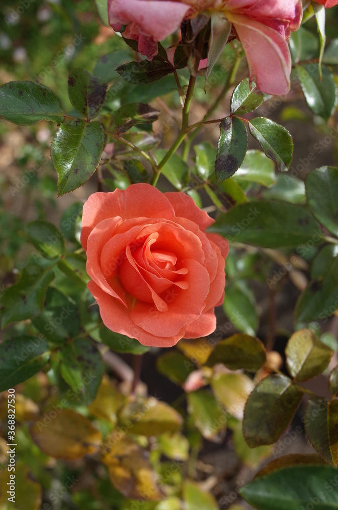 Apricot Flower of Rose in Full Bloom
Apricot Flower of Rose in Full Bloom