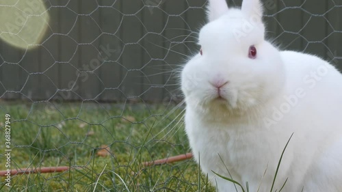 white rabbit washing face - medium shoot - 4k