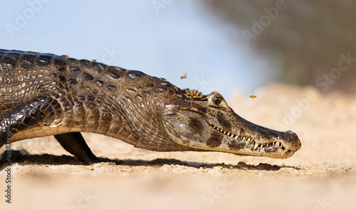 Yacare caiman lying on a sandy river bank