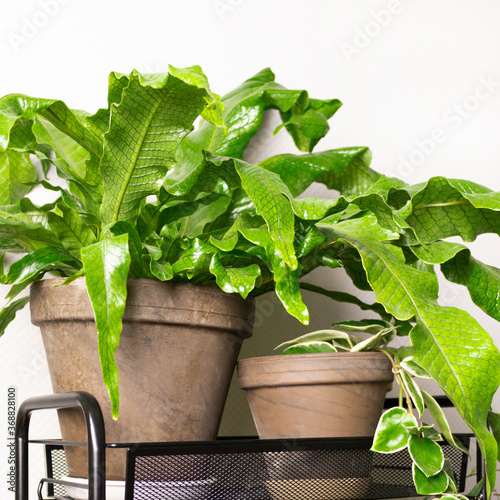 Microsorum musifolium plants on shelf in front of gray wall. Crocodile ferns. photo