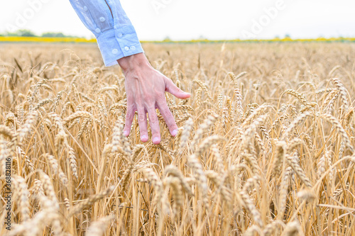 Hand touching wheat in field. Harvesting time.