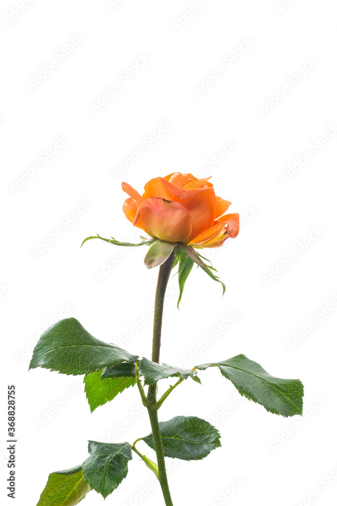 bright orange rose with green leaves, on a white background