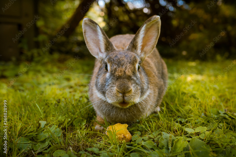Fototapeta premium Hase auf grüner Wiese schaut in die Kamera