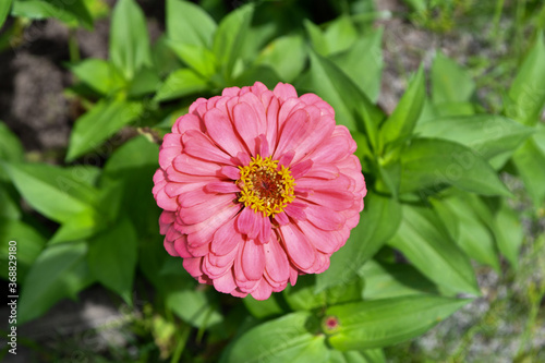 Pink Zinnia flower in a summer garden