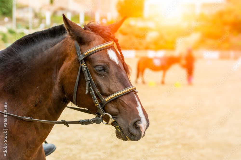 Fototapeta premium Lens flare on close up of Horse Head at the equestrian school