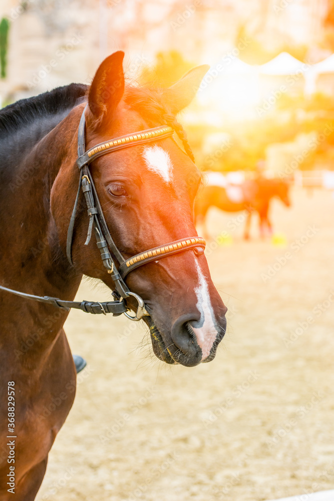 Fototapeta premium Lens flare on close up of Horse Head at the equestrian school