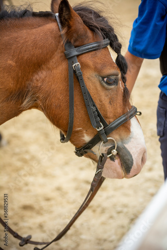 Hand of a girl driving a Pony Horse during a training session at the equestrian school