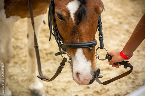 Hand of a girl driving a Pony Horse during a training session at the equestrian school © daniele russo