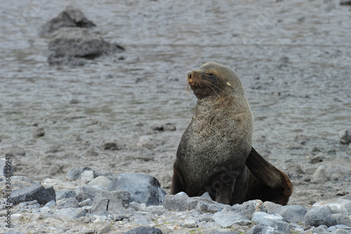 Fur seals are any of nine species of pinnipeds belonging to the subfamily Arctocephalinae