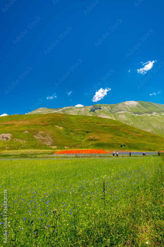 Fototapeta premium Blooming of lentil on Castelluccio di Norcia plain