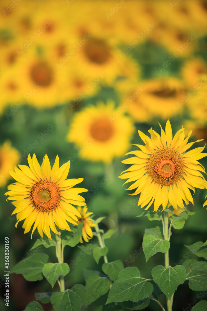 Yellow of sunflowers field at morning time