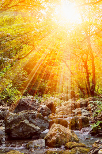 Vertiical View of a River in a forest with lens flare in a hot summer day photo