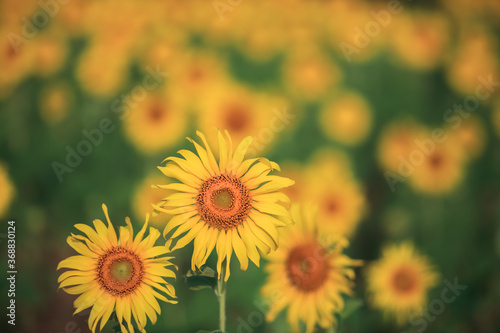Fototapeta Naklejka Na Ścianę i Meble -  Yellow of sunflowers field at morning time