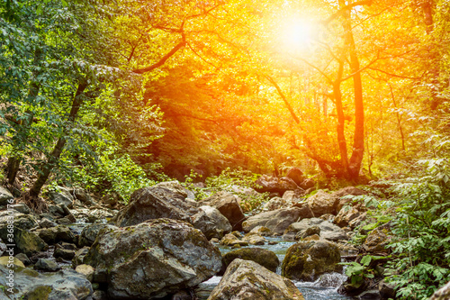 Wallpaper Mural Horizontal View of a River in a forest with lens flare in a hot summer day Torontodigital.ca