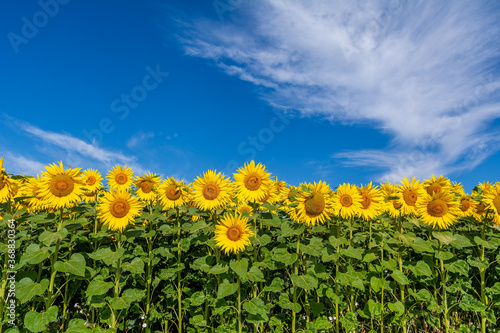 Obraz na płótnie Beautiful sunflowers on the field in sunny day w salonie